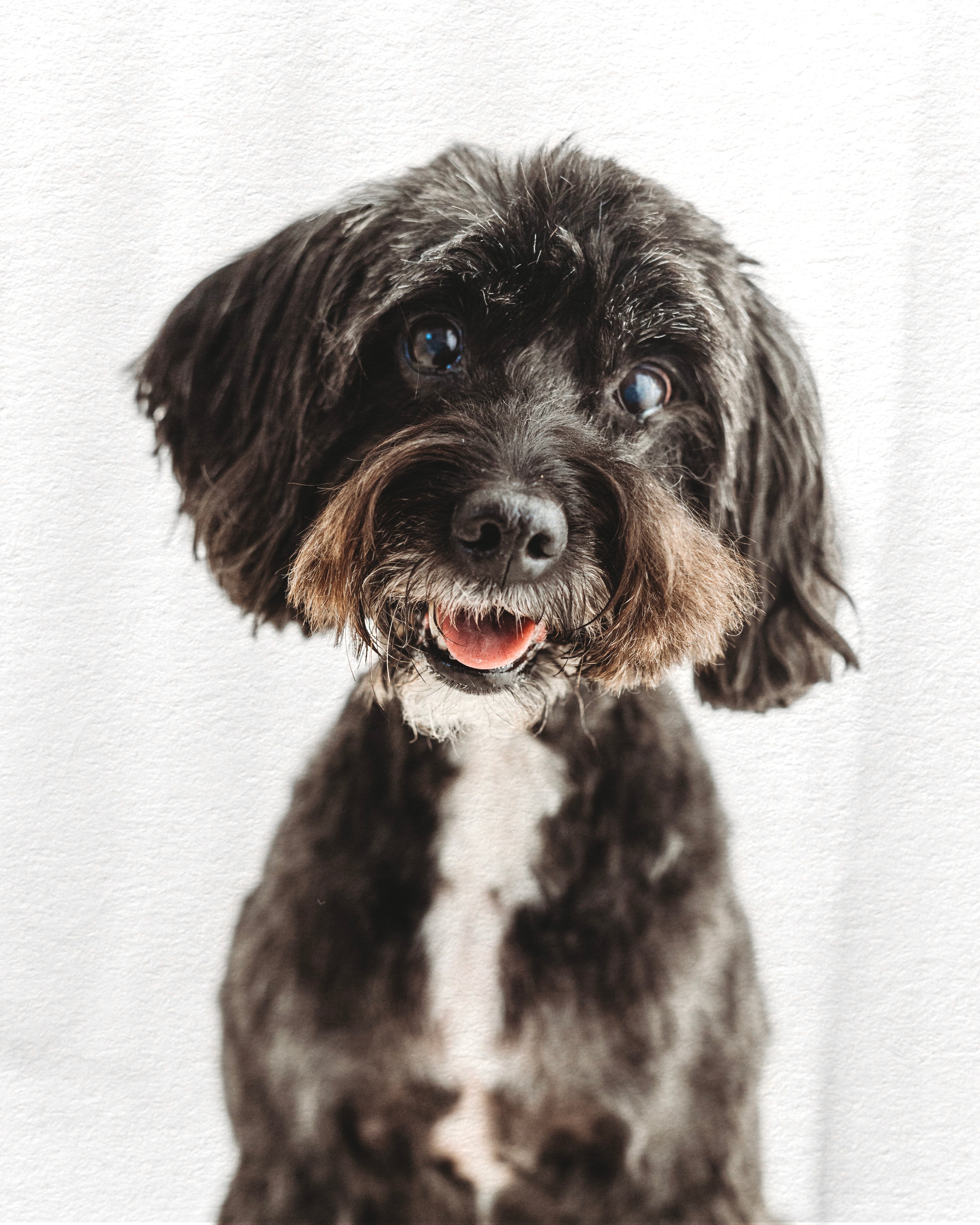 Doggo Photoshoot