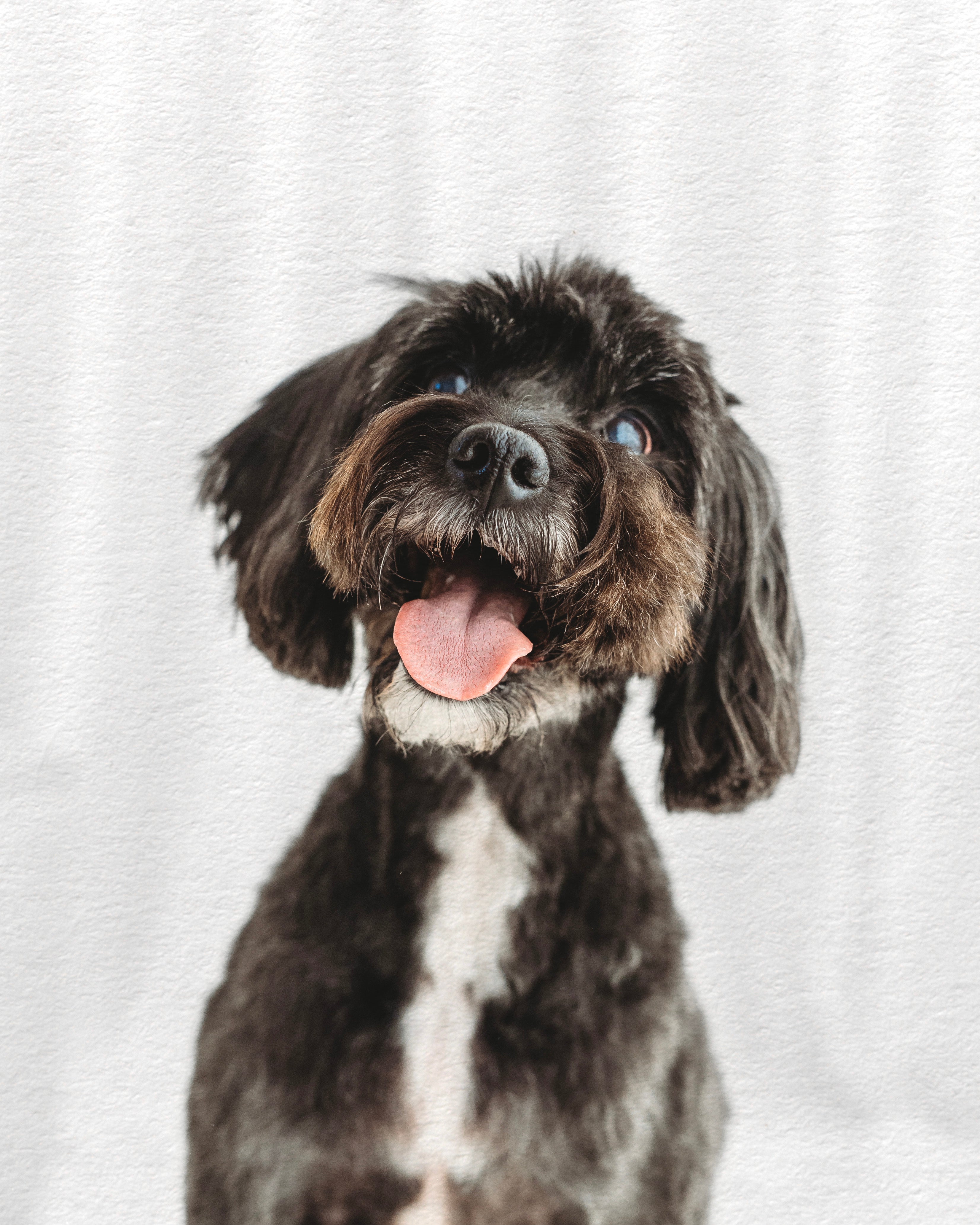 Doggo Photoshoot