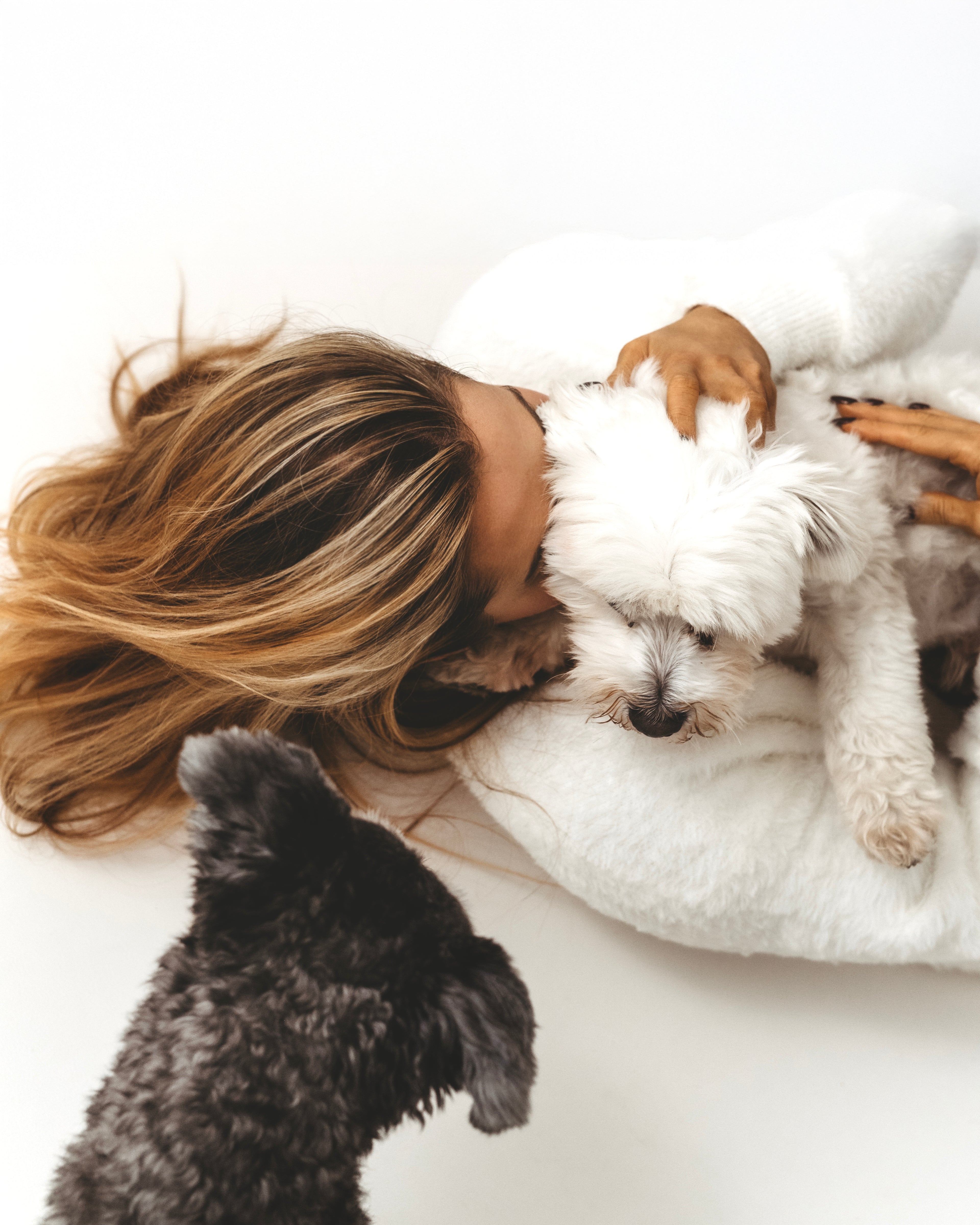 Doggo Photoshoot
