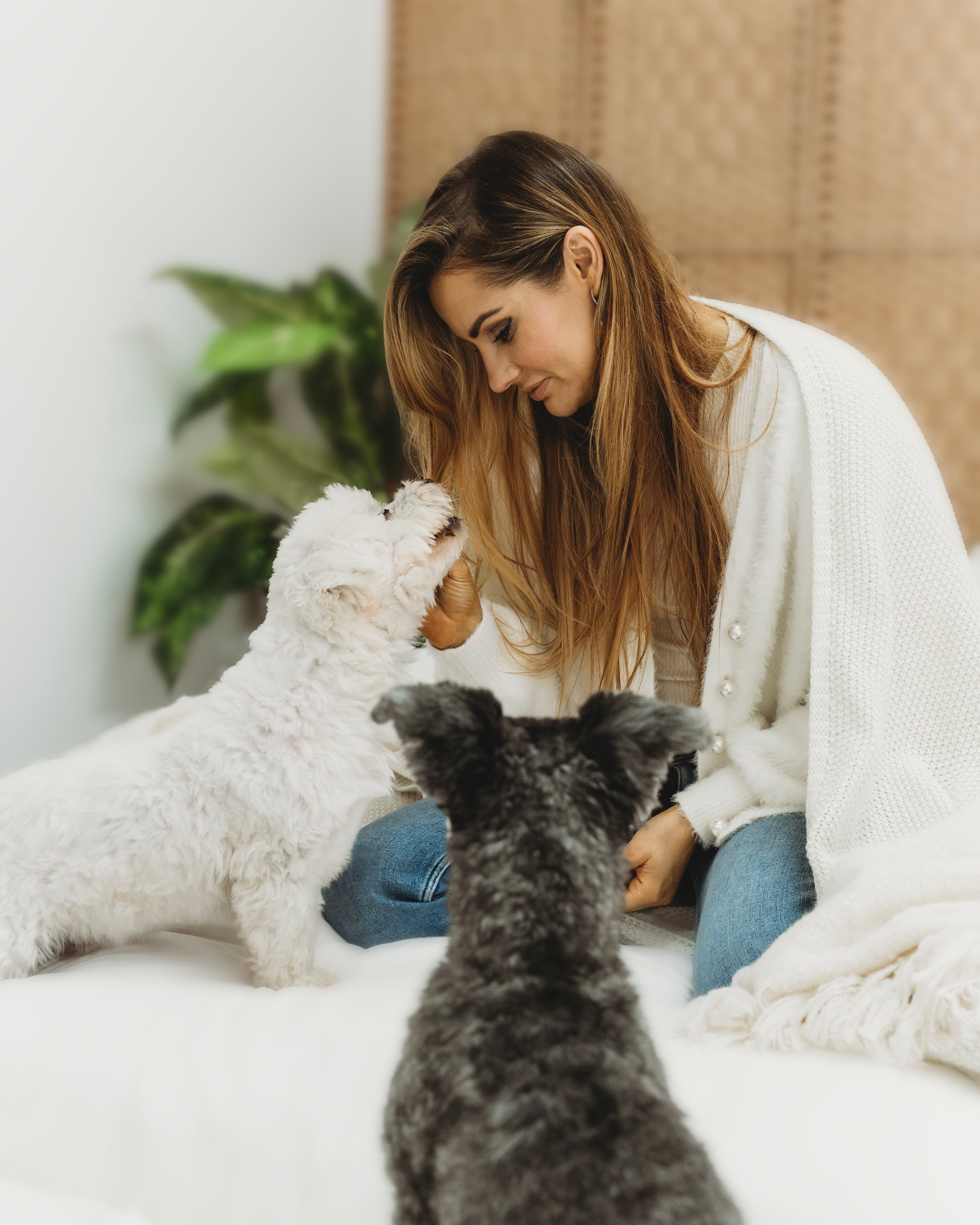 Doggo Photoshoot