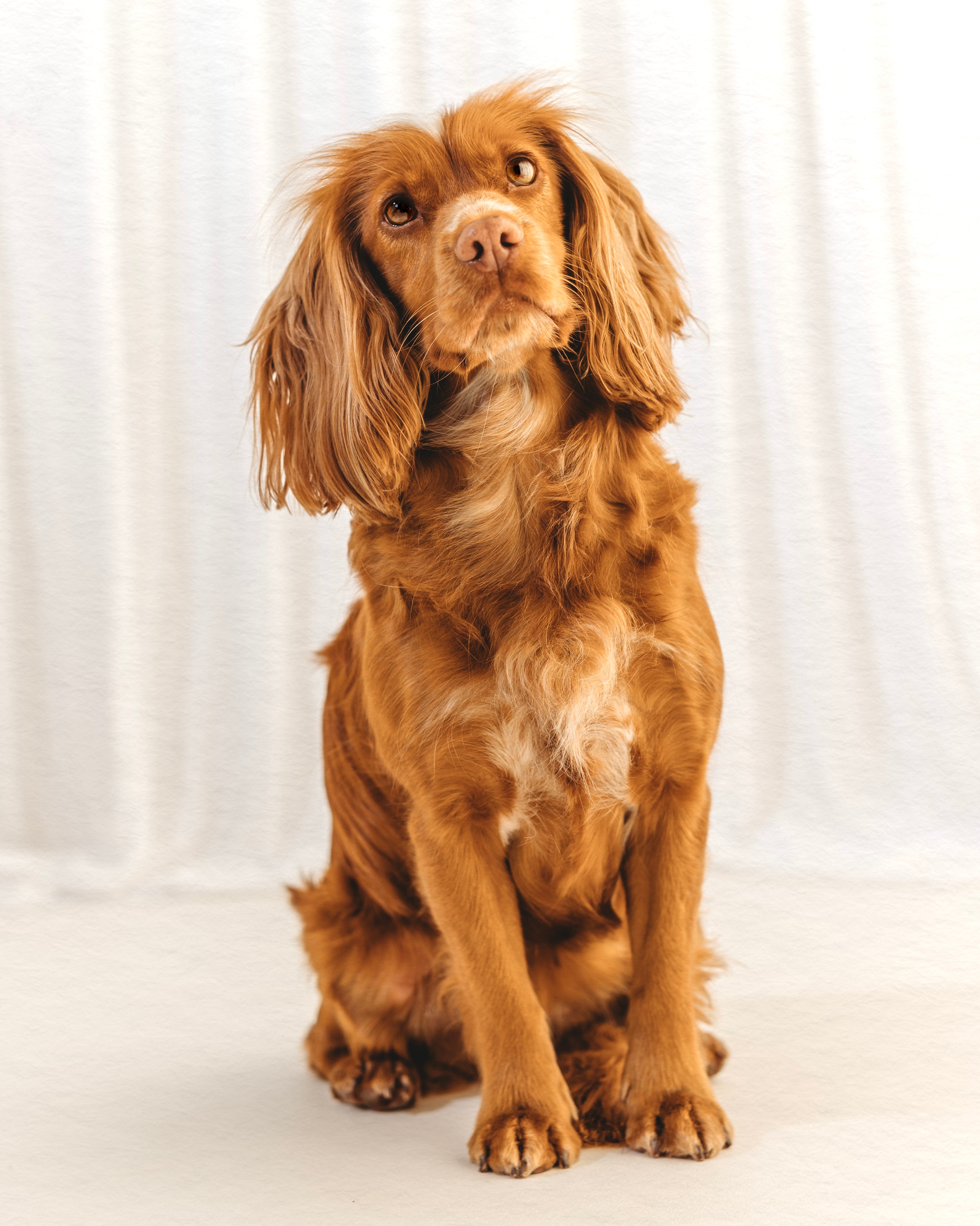 Doggo Photoshoot