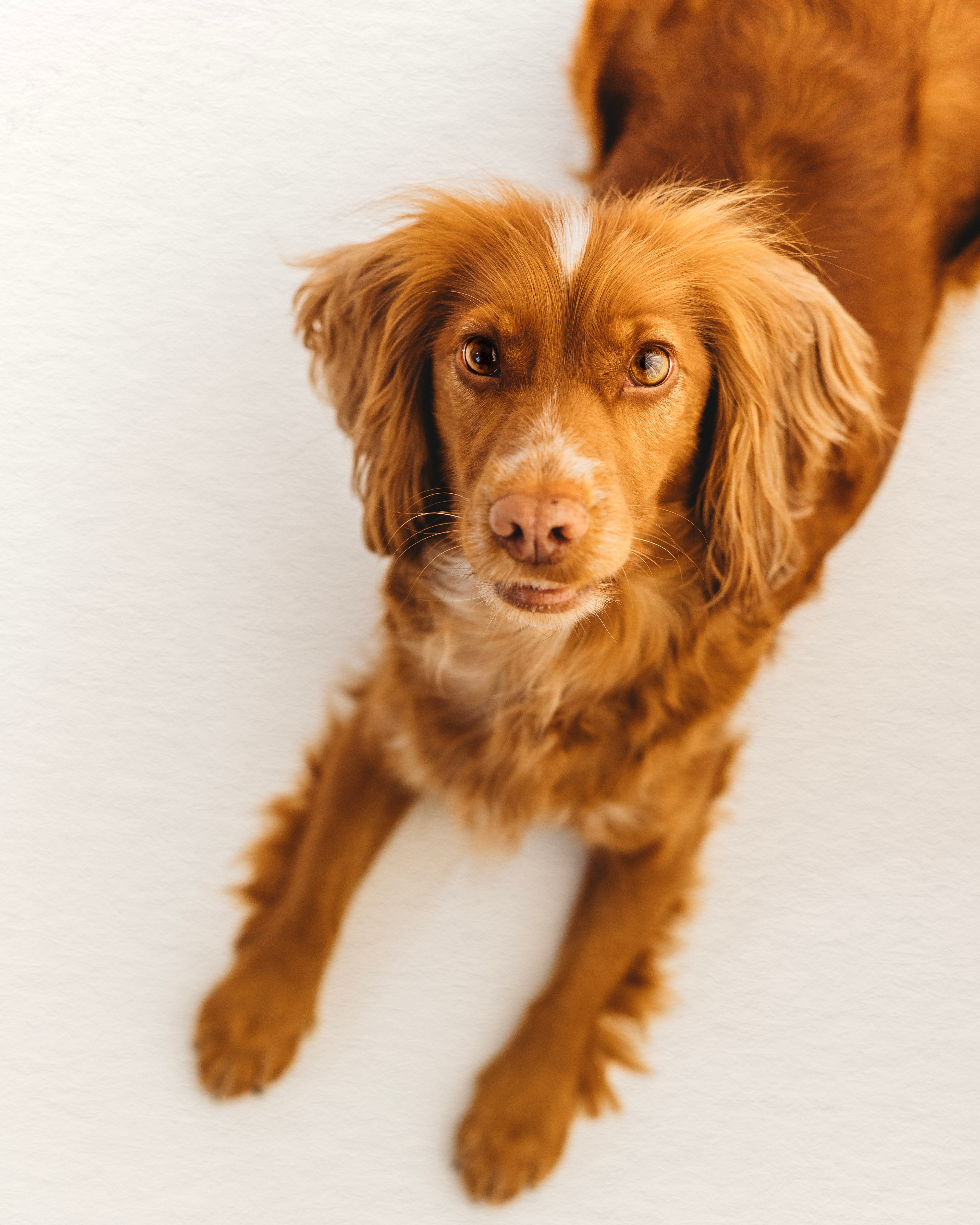 Doggo Photoshoot